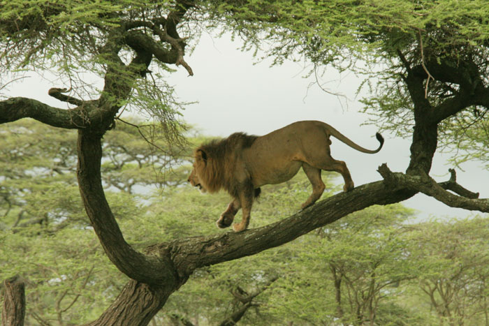 Big male lion in a tree