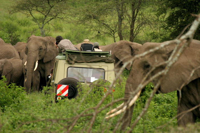 Elephants surround Dave’s vehicle