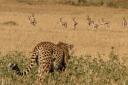 Cheetah and Thomson’s gazelles