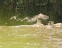 A crocodile attack A crocodile attack