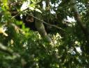 Being watched by a young Semliki chimp