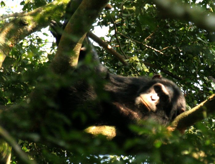 Quest for chimpanzees