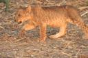 Hungry lion cub Hungry lion cub