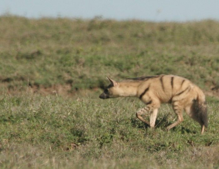 An unusual hyaenid