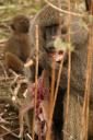 Olive baboon eating a dik-dik