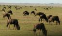 The Serengeti wildebeest migration