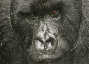 the silverback up close