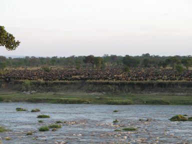 Mara River Crossing