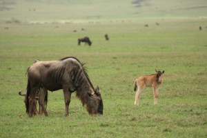 New Born Wildebeest