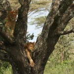 Lion Cubs Playing In A Tree