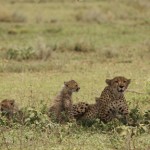 Cheetah And Cubs