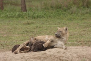 Hyaena Mother And Cubs