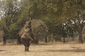 Elephant bull standing on his back legs to reach high branches.