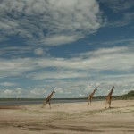 Giraffes and cloud formations over Lake Ndutu