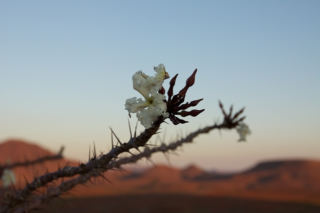 Namibia 24