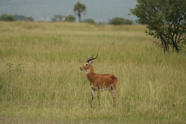 Uganda (2)