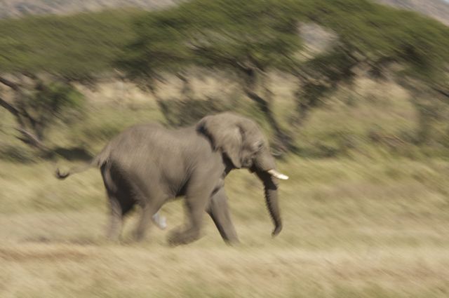 Elelphant bull chasing a cow