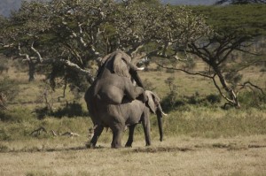 Elephants mating near Moru Kopjes