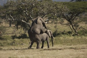 Elephants mating Elephants mating near Moru Kopjes