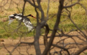 Saddle-billed stork flies by