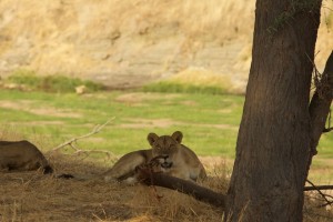 An alert lioness  A lioness starts as we arrive on the banks of the Ruaha River