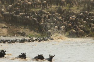 Wildebeest herds crossing the Mara River Wildebeest herds crossing the Mara River