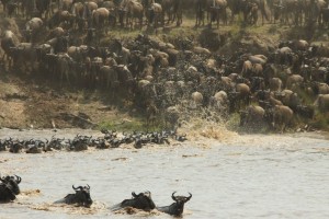 Wildebeest herds crossing the Mara River