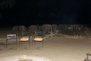 Buffalo in camp at night