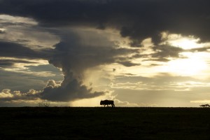Sunset and a wildebeest
