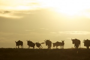 herds on the move IMG_3308