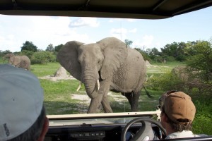 Watching an elephant pass
