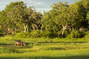 Bull hippo moves to another pool Bull hippo moves to another poolIMG_5498