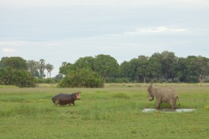 Hippo threatens an elephant