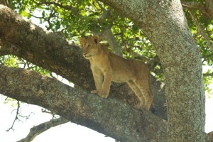 Lion cub in a tree looking out for an approaching elephant