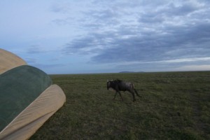 Wildebeest and balloon IMG_8225