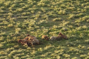Hyaena kill seen from the air IMG_8281
