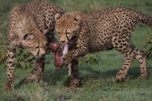 Cheetah cubs with zebra kill Cheetah cubs with zebra kill