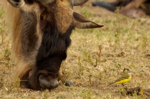 Gnu and Yellow Wagtail