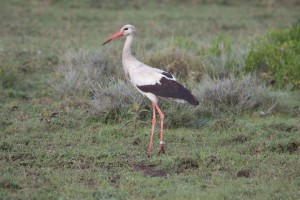 White Stork White Stork