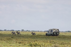 Driving through herds Driving through herds