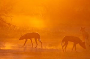 Wild Dogs at dusk