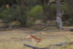 Impala escaping