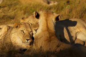 Resting lions Resting lions
