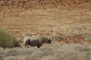Desert rhino mother Desert rhino mother