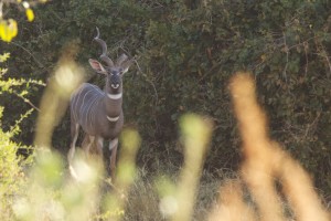 lesser kudu buck with a broken horn in a thicket lesser kudu in a thicket