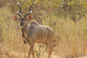 greater kudu buck showing the shaggy beard greater kudu