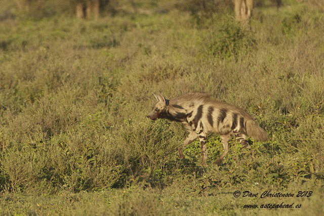 Rare Daytime Encounter with A Striped Hyaena.