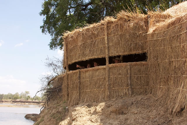 Kaingo 3