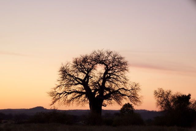 lone baobab