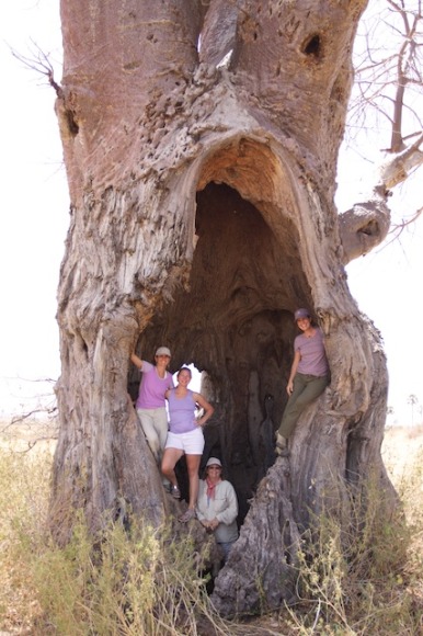 inside a baobab tree